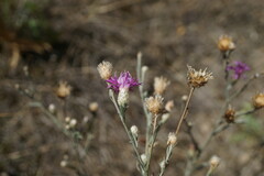 Centaurea sterilis