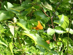Dryas iulia