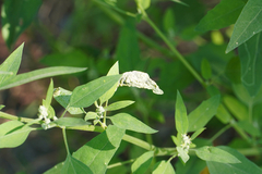 Chrysoesthia sexguttella