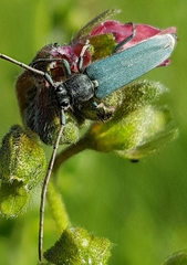 Phytoecia caerulescens