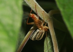 Prognathogryllus elongatus