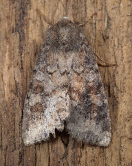 Parastichtis suspecta