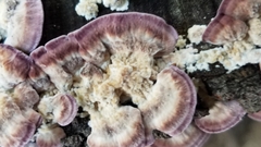 Trichaptum biforme