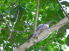 Patagioenas picazuro