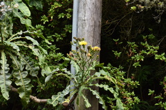 Sonchus fruticosus