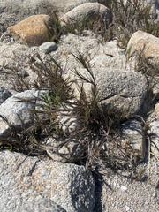 Distichlis spicata
