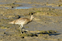 Numenius madagascariensis