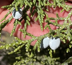 Juniperus occidentalis
