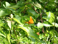Dryas iulia