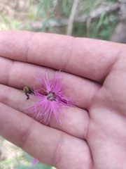 Dianthus superbus