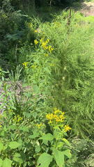 Verbesina occidentalis