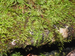 Kindbergia praelonga