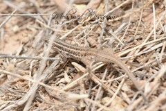 Ophisops occidentalis