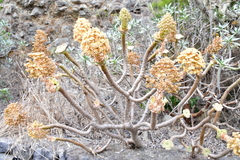 Image of Aeonium rubrolineatum
