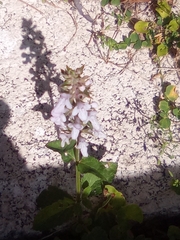 Stachys floridana
