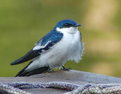 Tachycineta albiventer