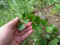 Crataegus alabamensis