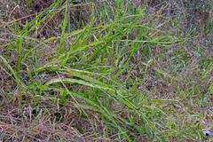 Baccharis trimera