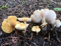 Cystoderma carcharias fallax