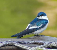 Tachycineta albiventer