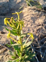 Lyperia tristis