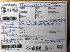 Cystoderma carcharias fallax