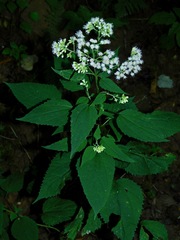 Ageratina roanensis