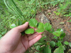Crataegus alabamensis