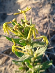 Lyperia tristis