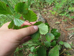 Crataegus alabamensis