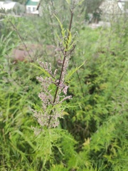 Urtica cannabina