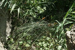Typha laxmannii