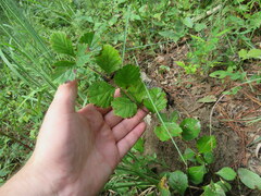 Crataegus alabamensis