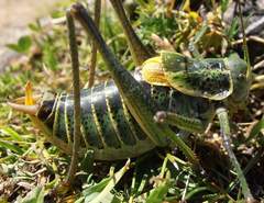 Polysarcus denticauda