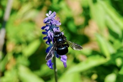 Xylocopa micans