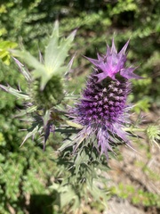 Eryngium leavenworthii