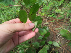 Crataegus alabamensis