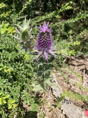 Eryngium leavenworthii