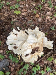 Bondarzewia berkeleyi