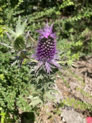 Eryngium leavenworthii