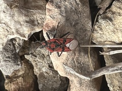 Spilostethus pandurus
