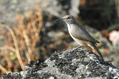 Salpinctes obsoletus