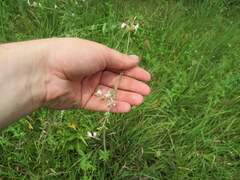 Oenothera filiformis