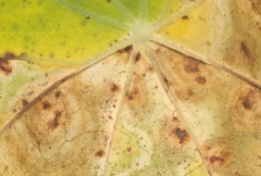 Cercospora armoraciae