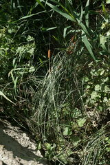 Typha laxmannii