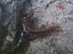 Lithobius forficatus
