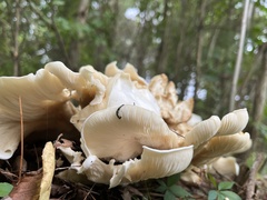 Bondarzewia berkeleyi