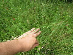 Oenothera filiformis