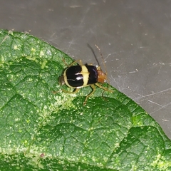 Gynandrobrotica