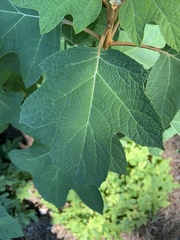 Vitis aestivalis